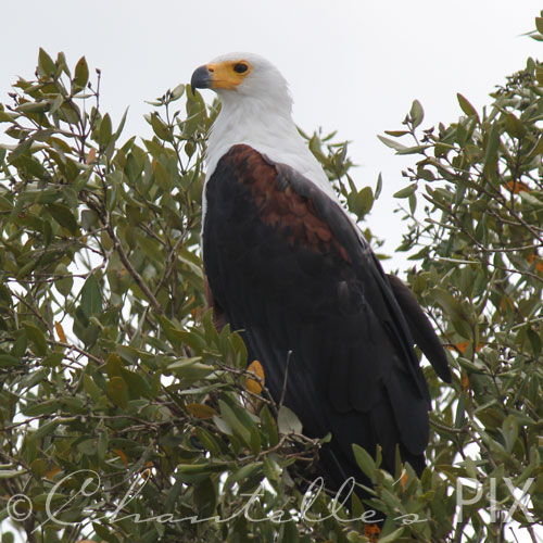 Fisheagle