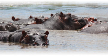 Hippos